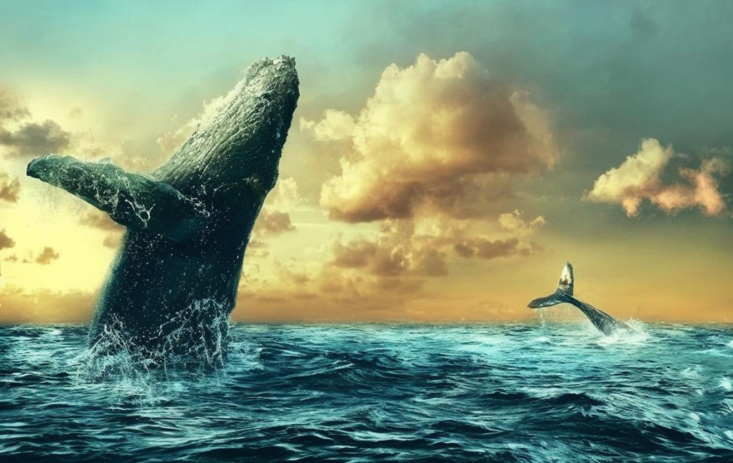 Dogecoin Whale Sells Large Holdings on the Market: Discover the Impact