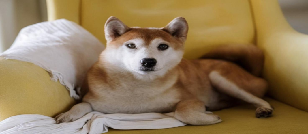 Whale Dumps Huge PEPE Holdings in Favor of Shiba Inu